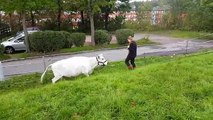 Cette fermière joue à la balle avec sa vache de compagnie