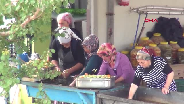 Yozgat Cumhurbaşkanı Yardımcısı Oktay, Yozgat'ta Elma Hasadına Katıldı
