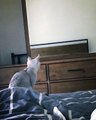 Un chaton découvre ses oreilles dans un miroir