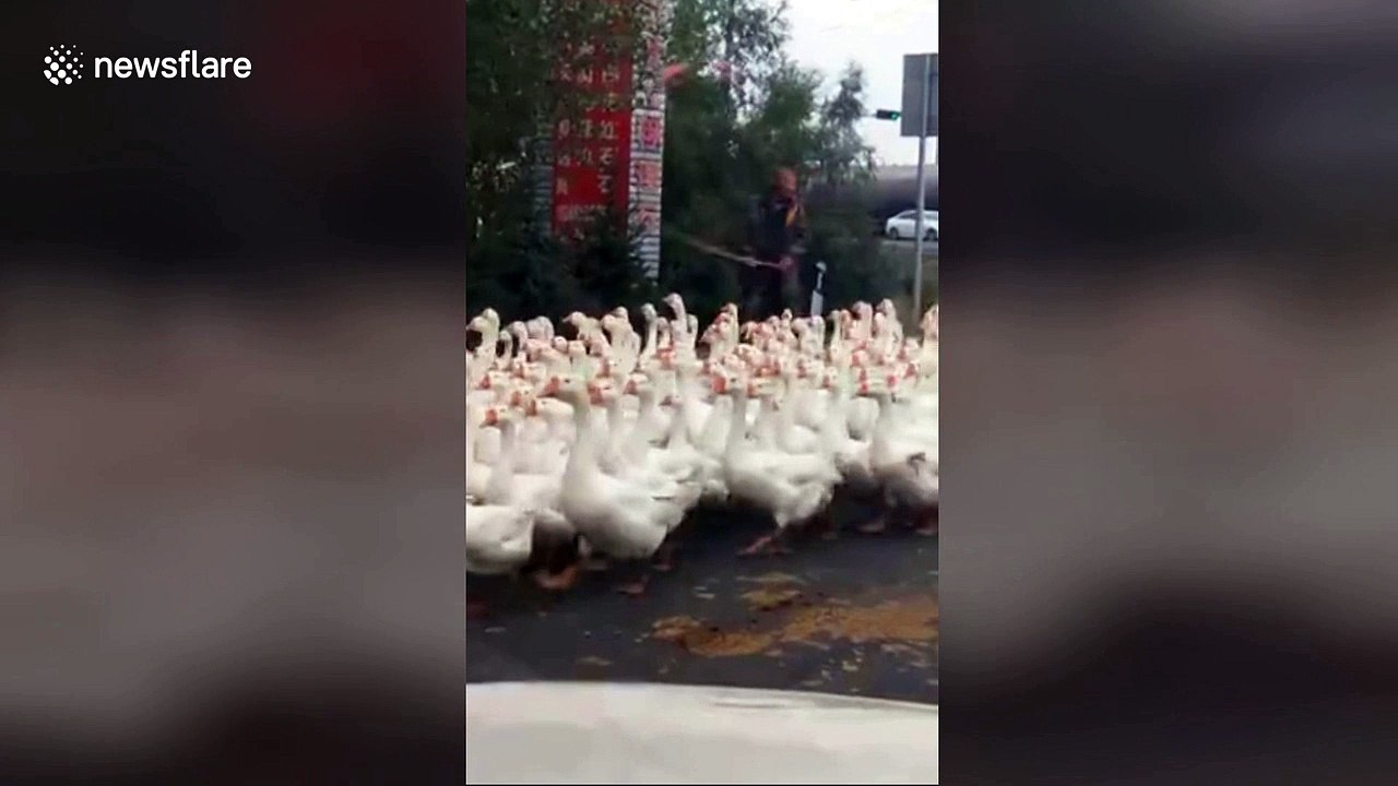 Hundreds of geese cross the road in northern China