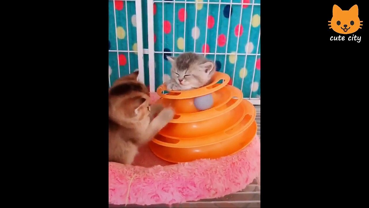 Cute_is_Not_Enough_-_Funny_Cats_and_Dogs_Compilation