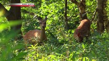 NHK Wildlife 2012 Secrets of the Stag Hokkaido Sika Deer