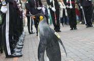 Gay penguins kidnap baby