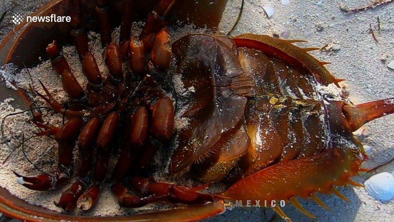 Man rescues endangered horseshoe crab in Mexico