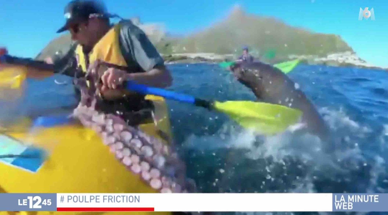 Une otarie gifle un kayakiste avec un poulpe - ZAPPING ACTU HEBDO DU 29/09/2018