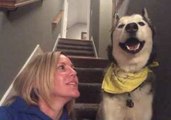 Husky Is Tired of Trying to Tell His Human 'I Love You'