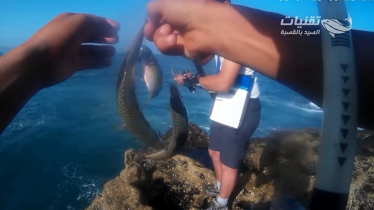 ✔ صيد السمك بدون توقف  وإرجاع كل الأسماك لأنها غير مستهدفة