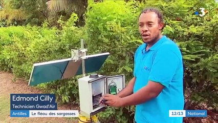 Antilles : le fléau des sargasses