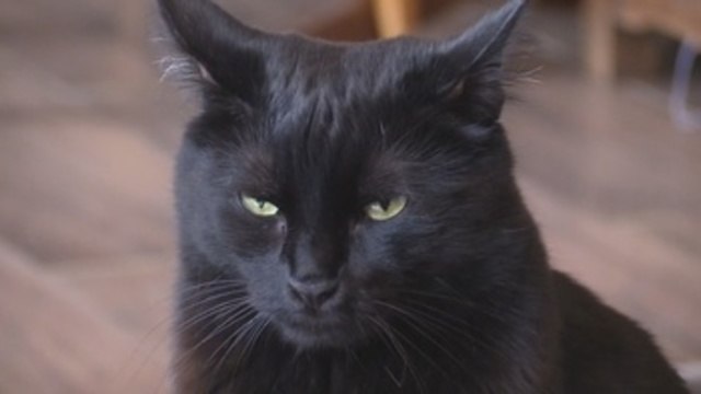 París se apunta a la moda de los cafés de gatos