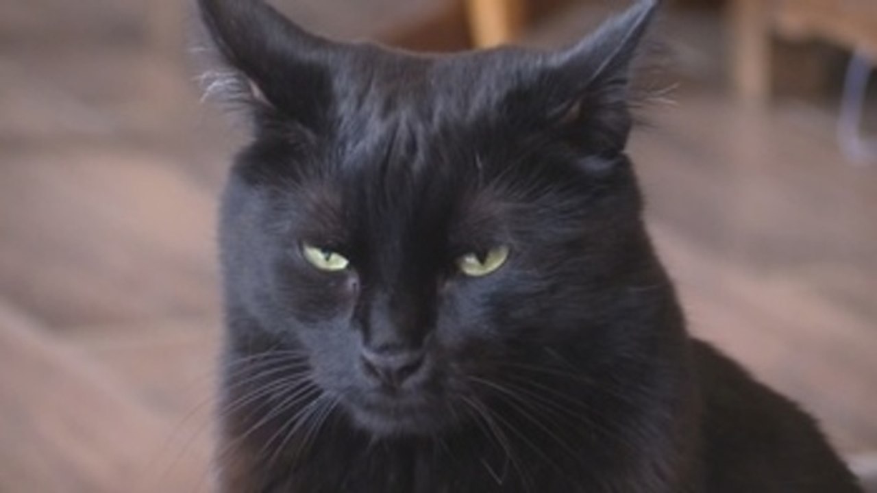 París se apunta a la moda de los "cafés de gatos"