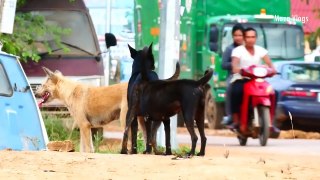 Summer Village RuralDogs!! Golden Retriever Vs Old English Sheepdog in Phumi Thmey Village