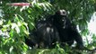 NHK Wildlife 2010 Life in Kalinzu Forest Ugandas Chimpanzees