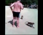 Monkeys pull the man's underwear.....funny