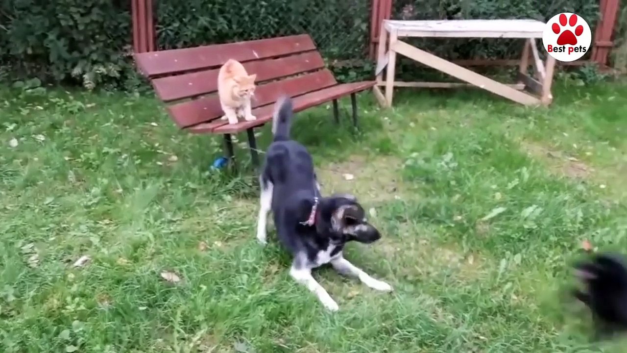 cats_vs_dogs