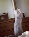 Un chat découvre son reflet dans un miroir