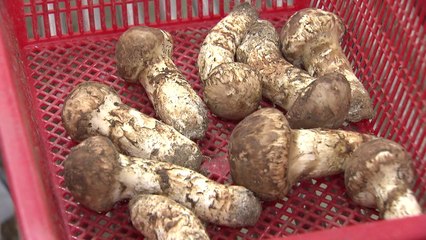 제철 맞은 송이 '풍작'...축제도 개막 / YTN