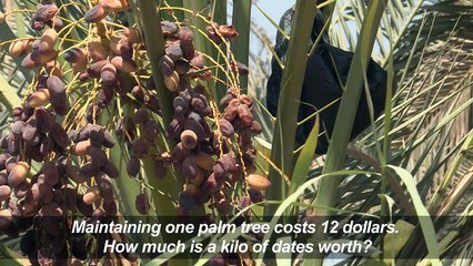 Conflict and drought ravage Iraq's prized date palms