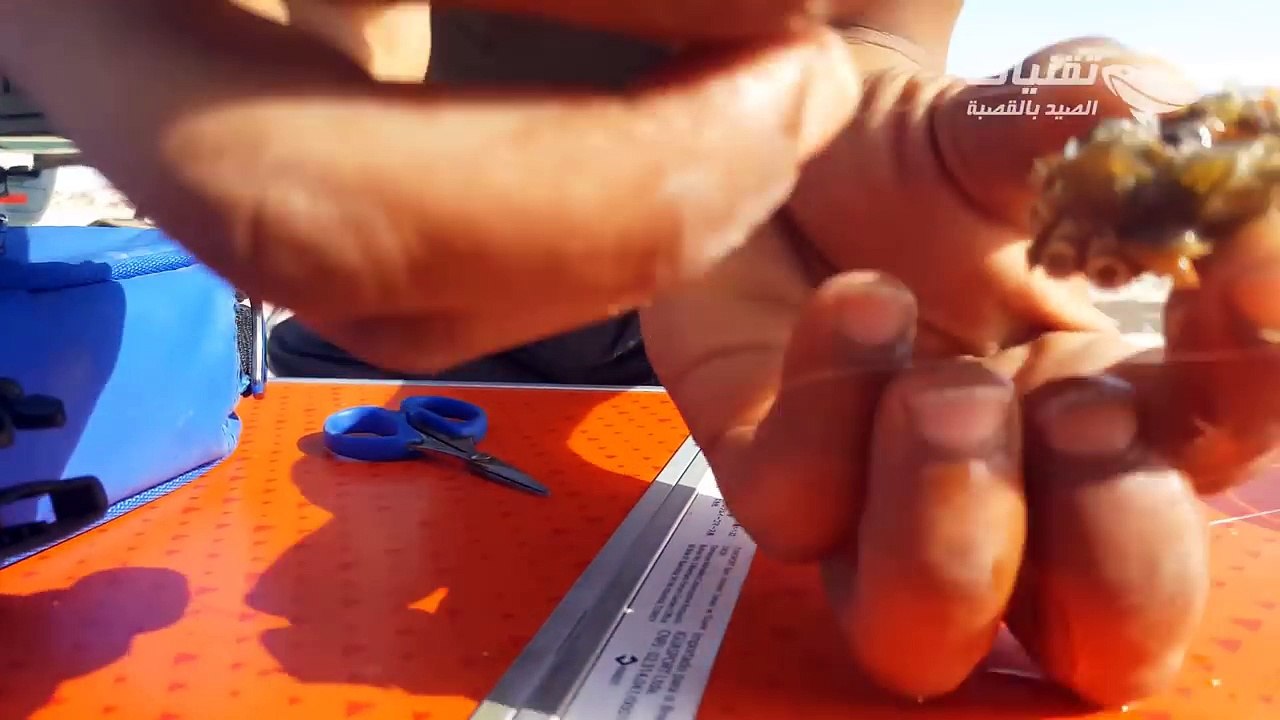 ✔ طريقة تركيب الطعم في السنارة  سلطعون البحر  لإستهداف فقط الأسماك الكبيرة