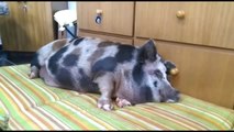 Família cria porco de estimação em casa em Curitiba