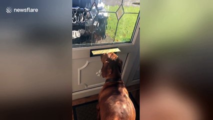 This dogs been here all morning think he can smell postman coming #vizsla #LETTERBOX #postman https://t.co/1pYsuJOtXh