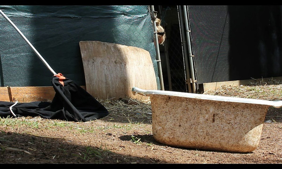 Two Eastern Brown Snakes Removed from Duck Pen