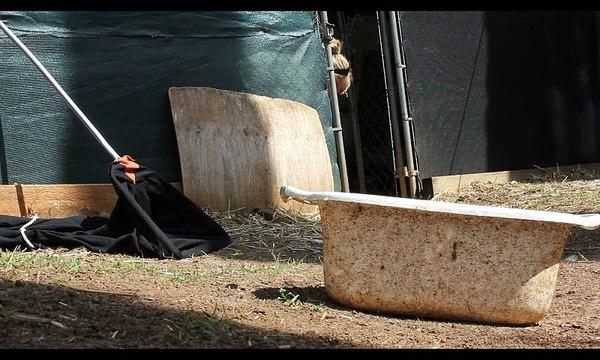 Two Eastern Brown Snakes Removed from Duck Pen