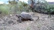 Un serpent à sonnettes sur le dos d'une tortue... Bizarre