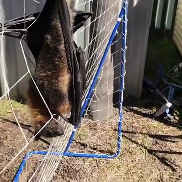 Cette pauvre chauve-souris se retrouve piégée dans un filet de foot