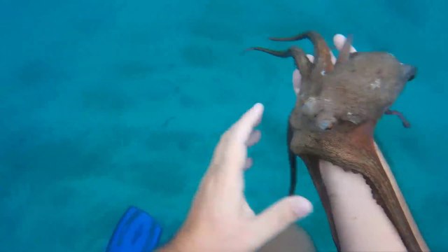 Ce pecheur attrape des poulpes à la main... Facile!