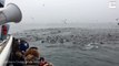 Une baleine se joint à des dizaines de lions de mer pour le festin