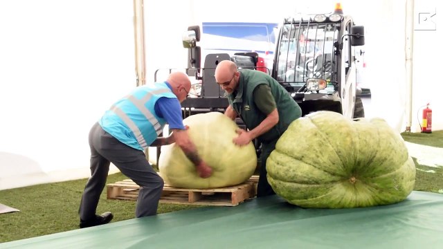 Un festival de légumes géants. Impressionnant