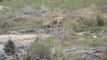 Une gazelle échappe à un crocodile mais pas à la meute de lions qui l'attend derrière