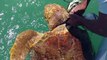 Des plongeurs sauvent une tortue piégée dans les fils d'une bouée - Islamorada, Florida