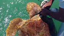 Des plongeurs sauvent une tortue piégée dans les fils d'une bouée - Islamorada, Florida