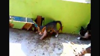 FUNNY CATS 2018