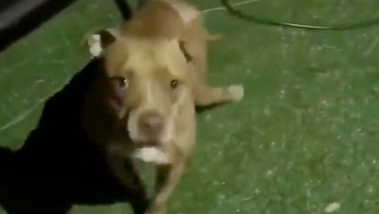 Donk The Dog Doesn't Give Up