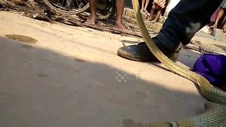 Large cobra regurgitates another cobra