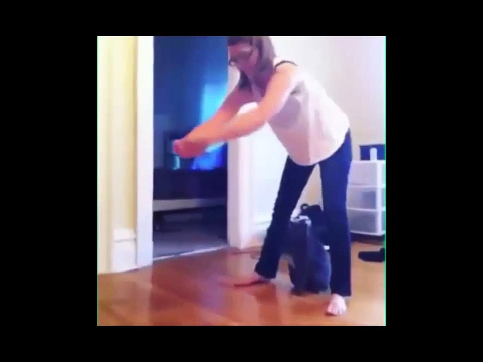 Funny Cats Compilation (Most Popular videos)- the funniest cat videos ever