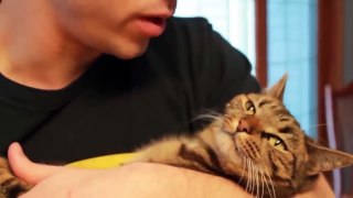 Funny Cats React To Kisses