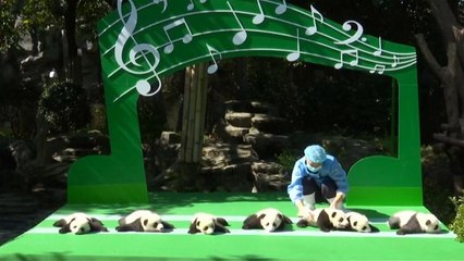 Zwölf Panda-Babys in Chengdu-City vorgestellt