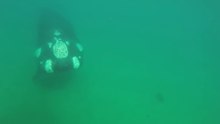 Kayakers close encounter with Southern right whale at Puerto Madryn Argentina.
