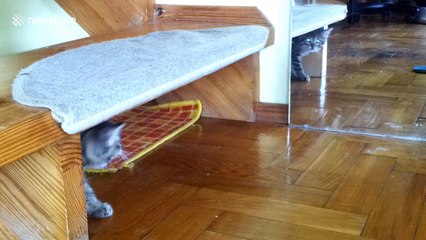 Curious kitten's hilarious reaction to seeing self in mirror
