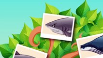 ¿Evolucionó el megalodón en el gran tiburón blanco?