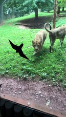Peacocks and Lions at the Zoo