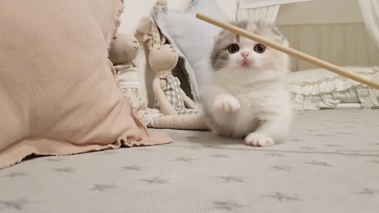little cute kitty
