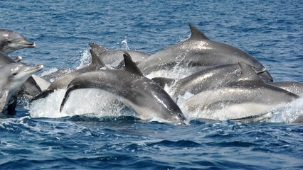 [영상] 제주 바다는 돌고래 천국...최대 70마리 관측 / YTN