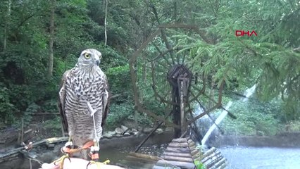 Rize Doğu Karadeniz'de Atmaca Tutkunları Pusuya Yattı, Ava Başladı