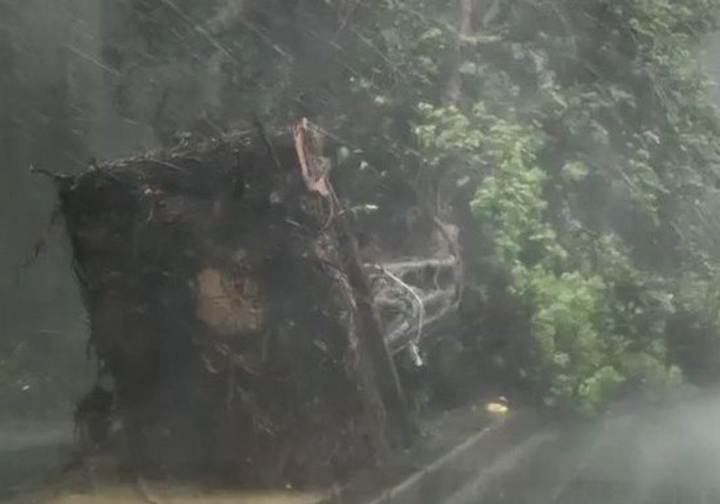 Typhoon Trami Uproots Tree in Japan's Okinawa Prefecture