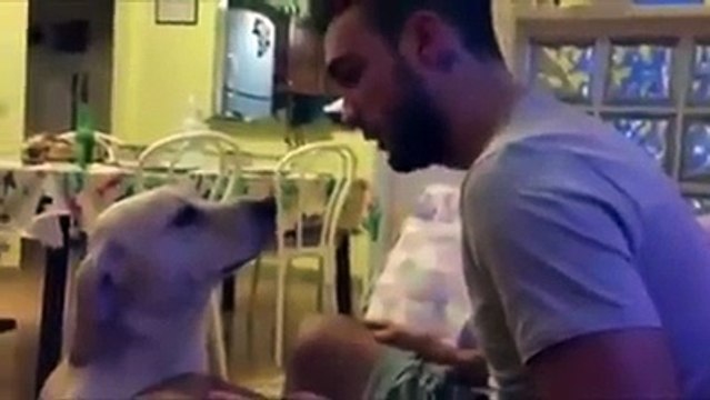 Ettore, il cane che chiede scusa