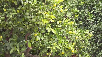 Mandalinada yüksek verim sevinci - İZMİR